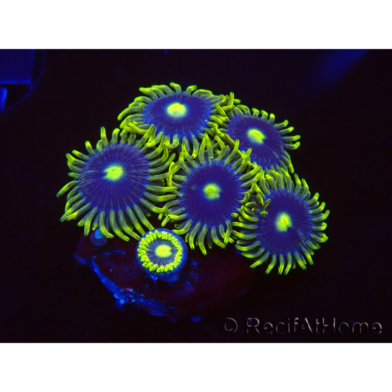 WYSIWYG - Zoanthus Blue Daisy