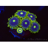 WYSIWYG - Zoanthus Blue Daisy 40P8