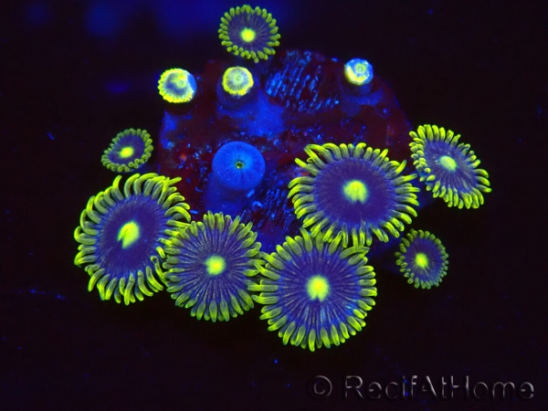 WYSIWYG - Zoanthus Blue Daisy