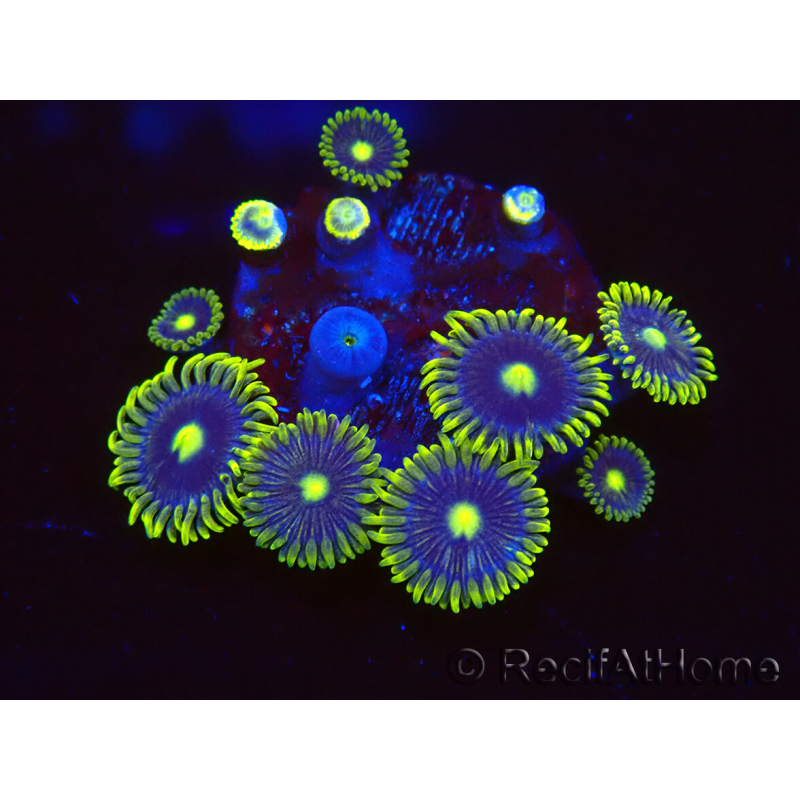 WYSIWYG - Zoanthus Blue Daisy