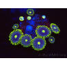 WYSIWYG - Zoanthus Blue Daisy 40P9