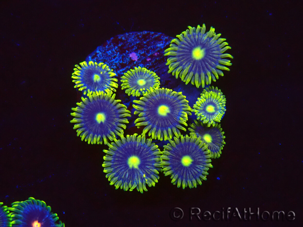 WYSIWYG - Zoanthus Blue Daisy 