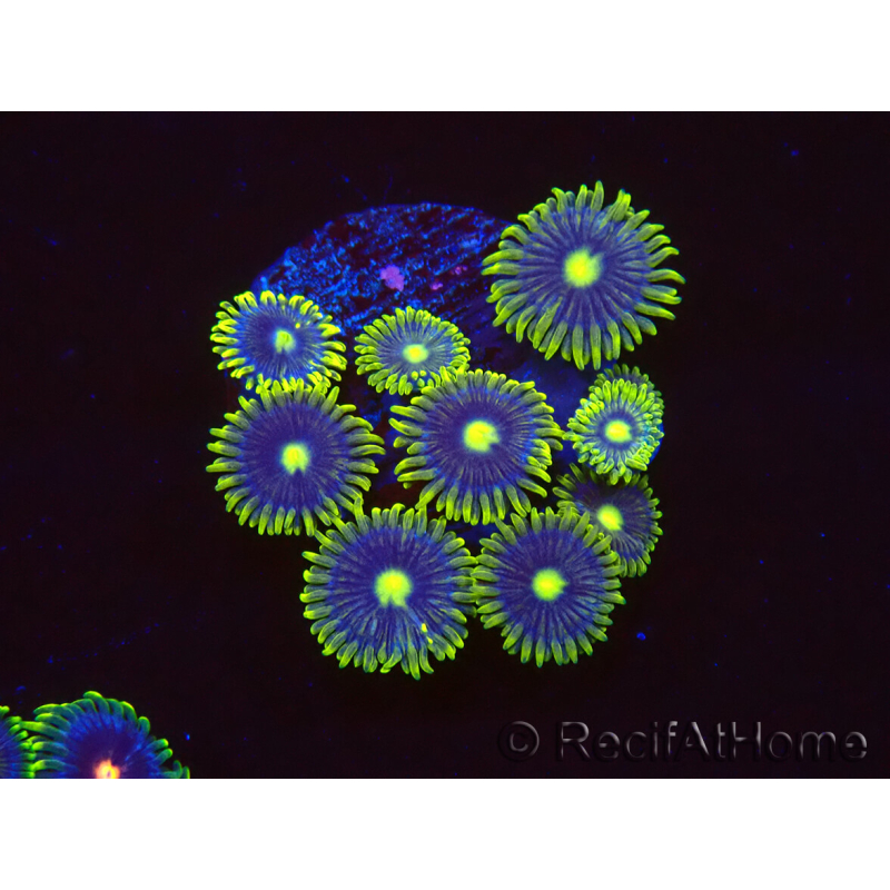 WYSIWYG - Zoanthus Blue Daisy 40P10