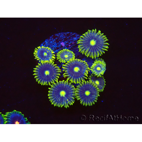 WYSIWYG - Zoanthus Blue Daisy 
