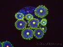 WYSIWYG - Zoanthus Blue Daisy 40P10