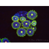 WYSIWYG - Zoanthus Blue Daisy 40P10