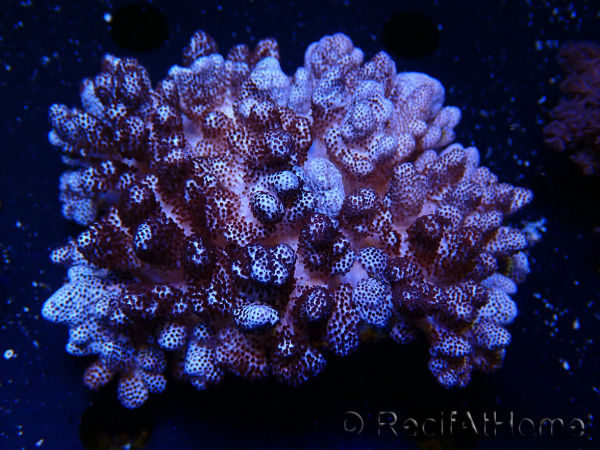 Cladiella sp 1