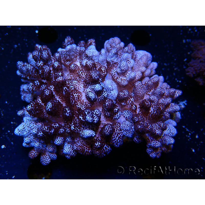 Cladiella sp 1