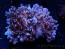Cladiella sp 1