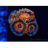 WYSIWYG - Zoanthus Blue Agave 30A4