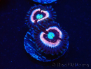 WYSIWYG - Zoanthus Drama Queen 30D5