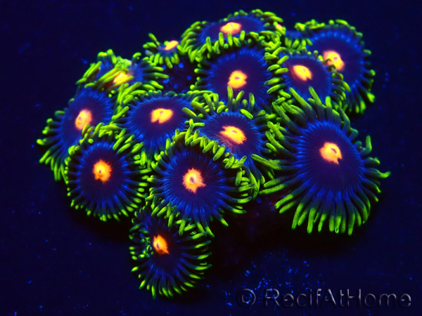 WYSIWYG - Zoanthus Eyes Of Rah 30E