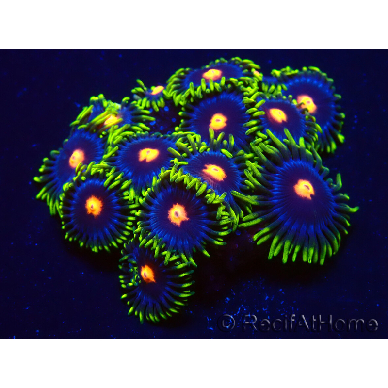 WYSIWYG - Zoanthus Eyes Of Rah 30E