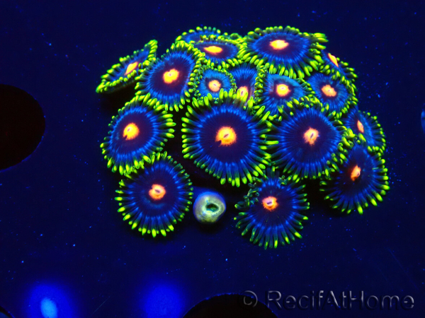 WYSIWYG - Zoanthus Eyes Of Rah 30E