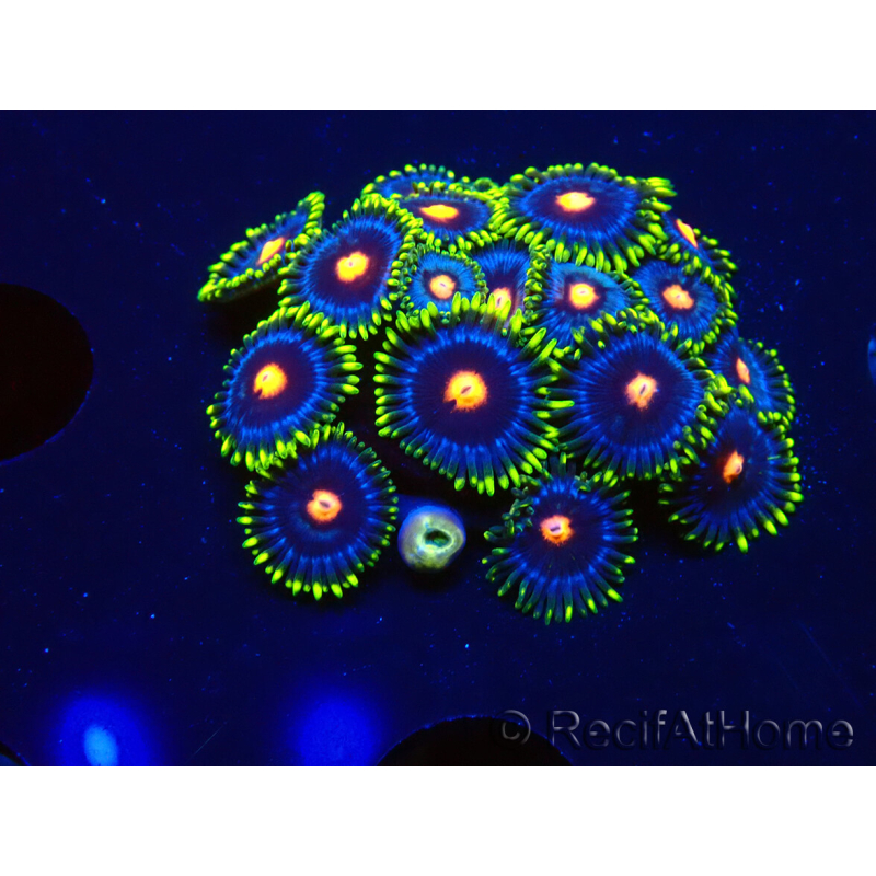 WYSIWYG - Zoanthus Eyes Of Rah 30E8