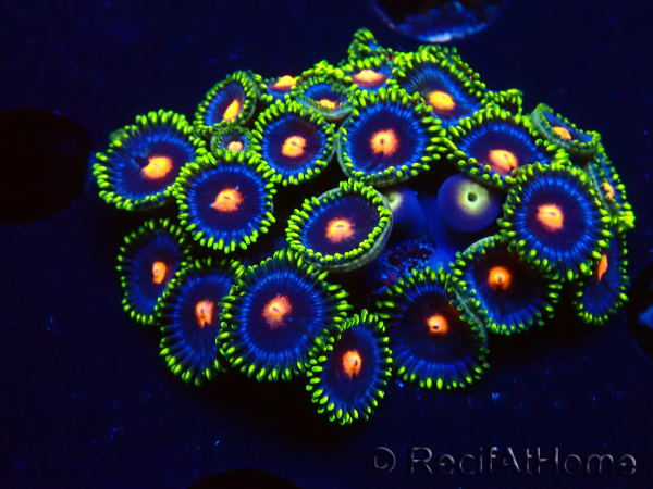 WYSIWYG - Zoanthus Eyes Of Rah 30E