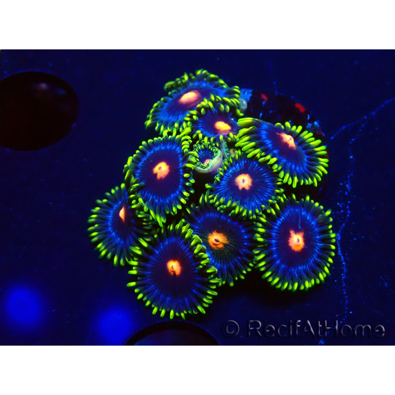WYSIWYG - Zoanthus Eyes Of Rah 30E