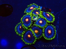 WYSIWYG - Zoanthus Eyes Of Rah 30E