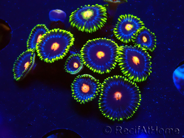 WYSIWYG - Zoanthus Eyes Of Rah 30E