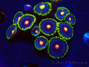 WYSIWYG - Zoanthus Eyes Of Rah 30E11