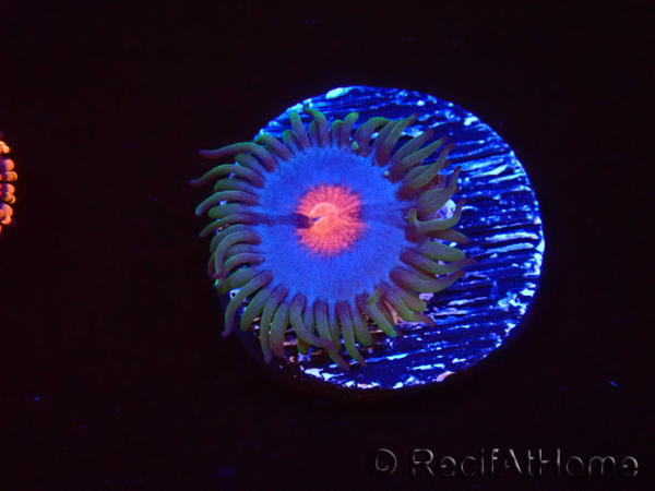 WYSIWYG - Zoanthus Blue Kisses 40D5