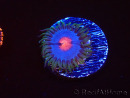 WYSIWYG - Zoanthus Blue Kisses