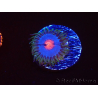 WYSIWYG - Zoanthus Blue Kisses 40D5
