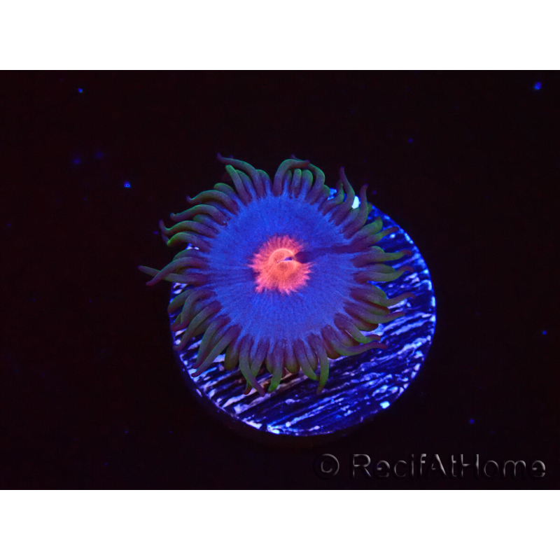 WYSIWYG - Zoanthus Blue Kisses 40D6