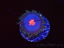 WYSIWYG - Zoanthus Blue Kisses