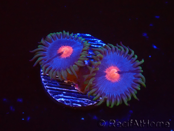 WYSIWYG - Zoanthus Blue Kisses