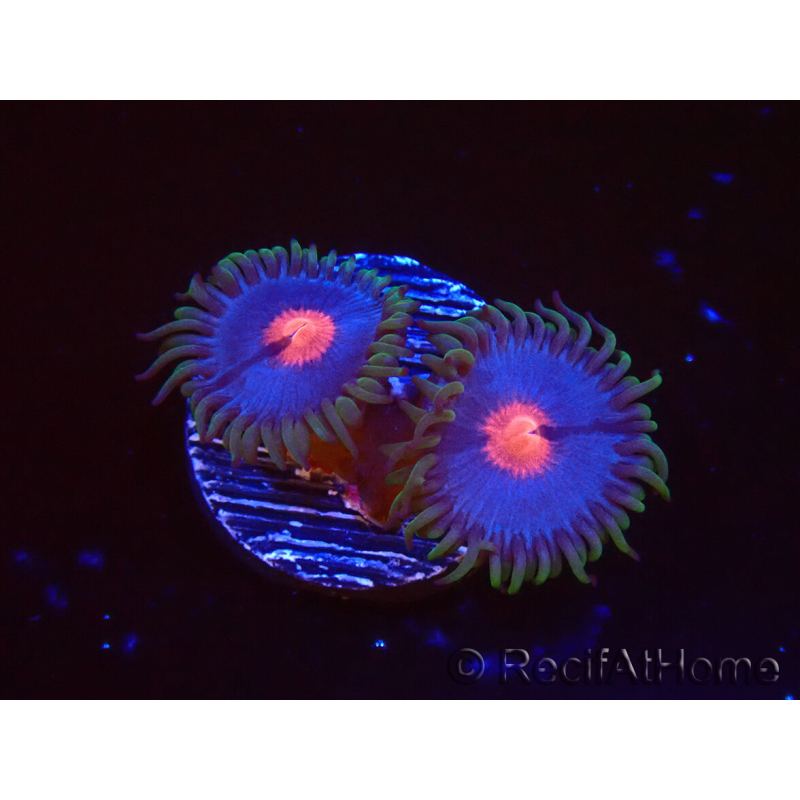 WYSIWYG - Zoanthus Blue Kisses