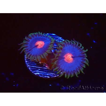 WYSIWYG - Zoanthus Blue Kisses