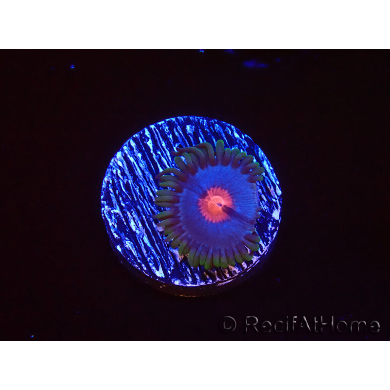 WYSIWYG - Zoanthus Blue Kisses 40D8