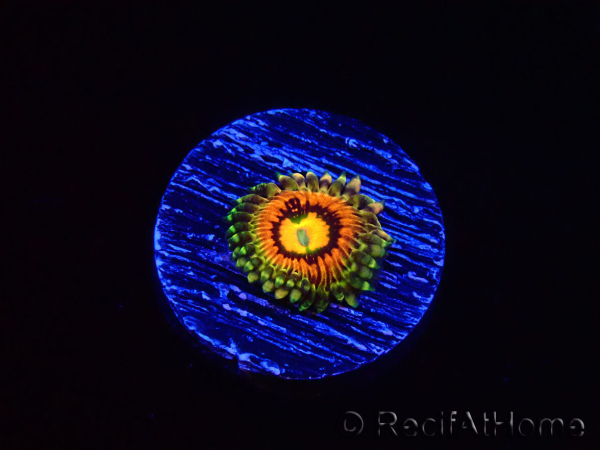 WYSIWYG - Zoanthus Rainbow Incinerator 40L7