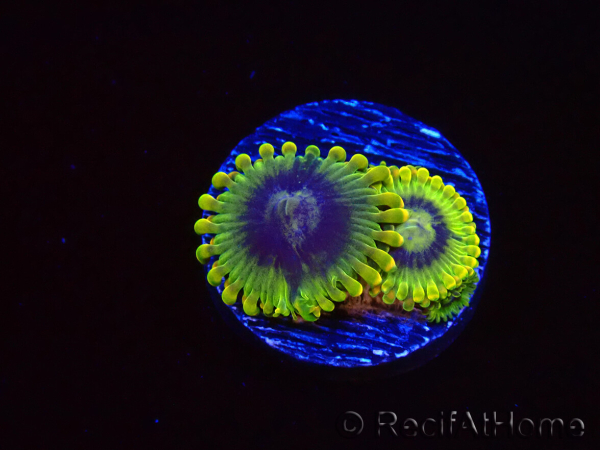 WYSIWYG - Zoanthus Yoda 40