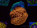 WYSIWYG - RAH Pavona maldivensis Duo Verde/Arancione 3C4