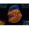 WYSIWYG - RAH Pavona maldivensis Duo Green/Orange 3C4