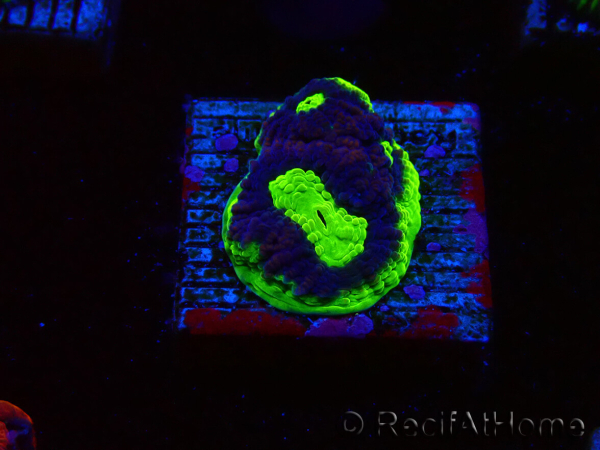 WYSIWYG - RAH Goniastrea UFO 3H6