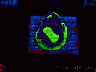 WYSIWYG - RAH Goniastrea UFO 3H6