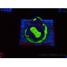 WYSIWYG - RAH Goniastrea UFO 3H6