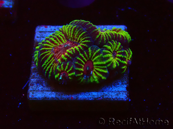 WYSIWYG - RAH Favia Roter Barcode 3I3