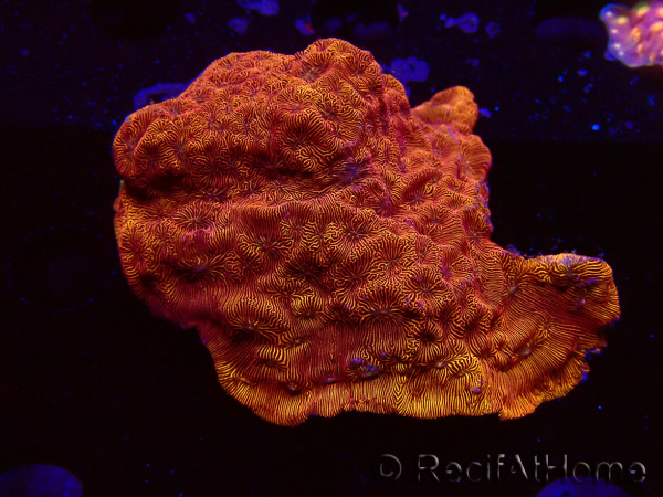 WYSIWYG - RAH Leptoseris 24k Gold 3J1