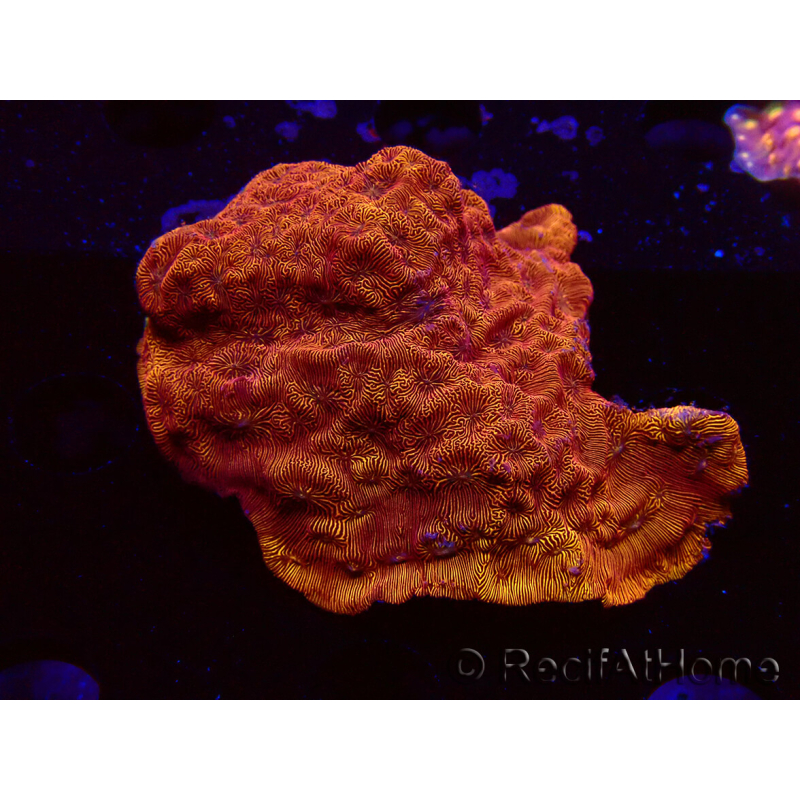 WYSIWYG - RAH Leptoseris 24k Gold 3J1