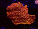 WYSIWYG - RAH Leptoseris 24k Gold 3J1