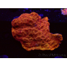 WYSIWYG - RAH Leptoseris 24k Gold 3J1