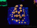 WYSIWYG - RAH Cyphastrea Spicy Pumpkin 3O7