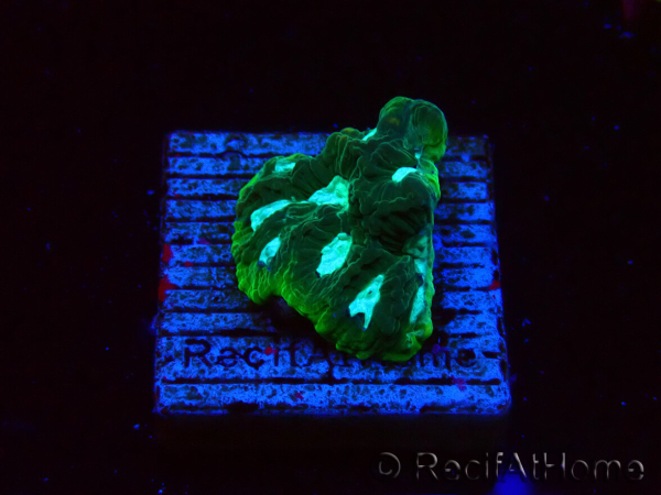 WYSIWYG RAH Favia Luminescent Green 3R11