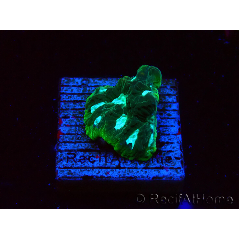WYSIWYG RAH Favia Luminescent Green 3R11
