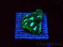 WYSIWYG RAH Favia Luminescent Green 3R11