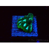 WYSIWYG RAH Favia Luminescent Green 3R11